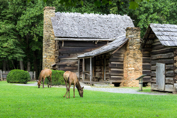 Elk grazen in het Great Smoky Mountains National Park voor een historische hut in het Ocanaluftee Visitor Center in Cherokee, North Carolina. Dit is een historische structuur in een nationaal park en geen particulier eigendom of woning..  - Foto, afbeelding