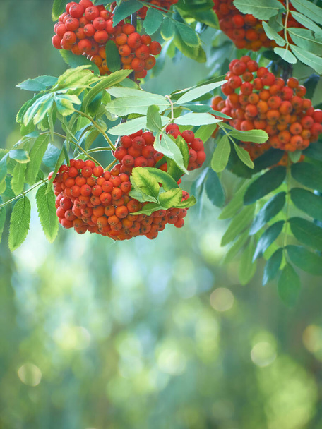 Red Rowan su un ramo - Foto, immagini
