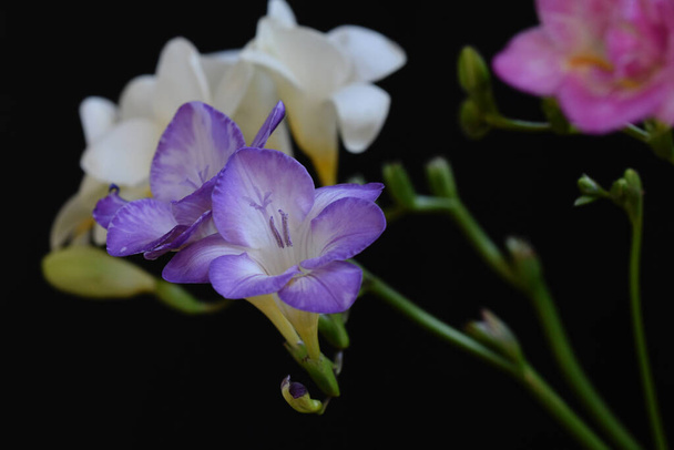 belas flores no fundo escuro - Foto, Imagem