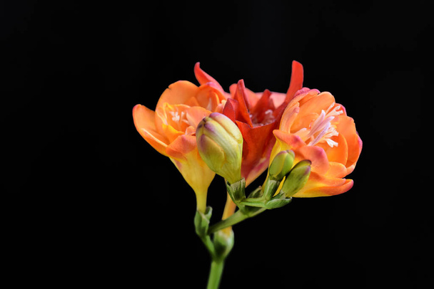 όμορφα λουλούδια σε σκούρο φόντο, καλοκαιρινό concept, κοντινή θέα   - Φωτογραφία, εικόνα