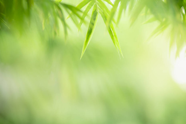 Close-up bela vista da natureza da folha de bambu verde no fundo verde desfocado no jardim com espaço de cópia usando como plano de fundo plantas verdes naturais paisagem, ecologia, conceito de página de capa fresca. - Foto, Imagem