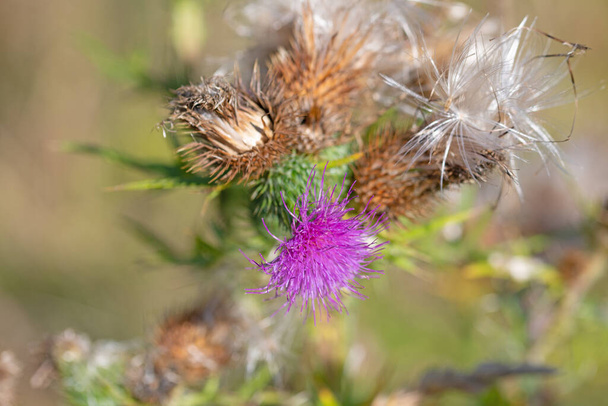 Flower and seeds of the scratch thistle, Cirsium vulgare - Photo, Image