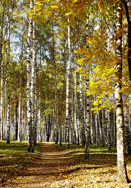 Sunny autumn path in the forest - Valokuva, kuva
