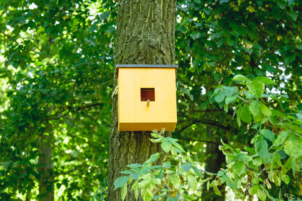 The birdhouse is nailed to a large tree in the forest - Photo, Image