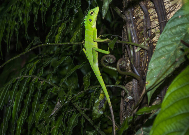 A green crested lizard rests on a wooden pillar in Borneo, Malaysia. - Photo, Image
