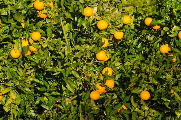 Orange tree - Foto, Bild
