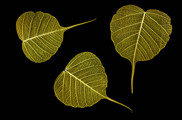Bright colorful yellow skeleton leaves on a black isolated background. - Foto, imagen