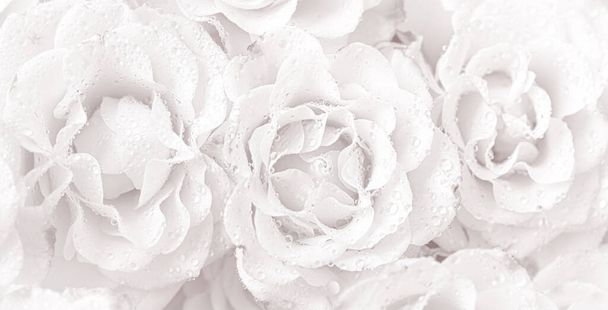 Floral background and texture. Roses background in a light tone with water drops - Photo, Image