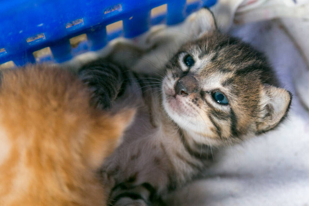 Yavru kedi bir kutunun içinde yatıyordu. - Fotoğraf, Görsel