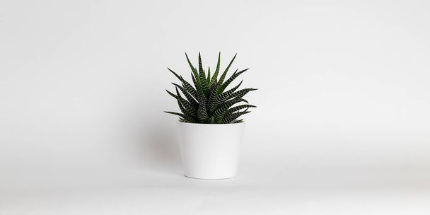 Succulent green plant on White Pot Isolated on White Background. - Foto, immagini