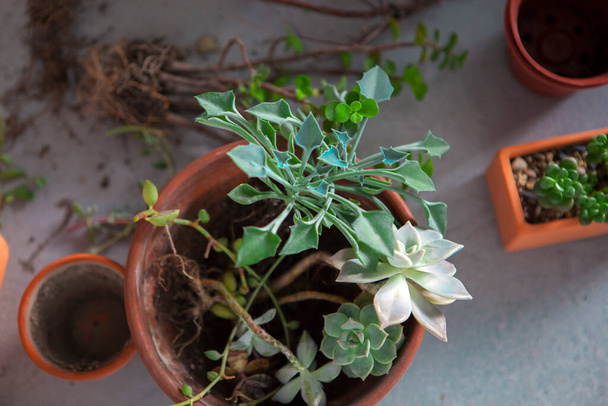 Plant foliage plants in the garden, tidy up succulents, have flower pots and other flowers on the floor - Photo, Image