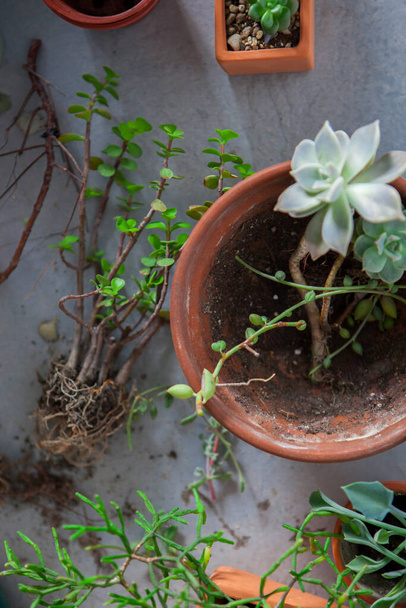 Plant foliage plants in the garden, tidy up succulents, have flower pots and other flowers on the floor - Photo, Image