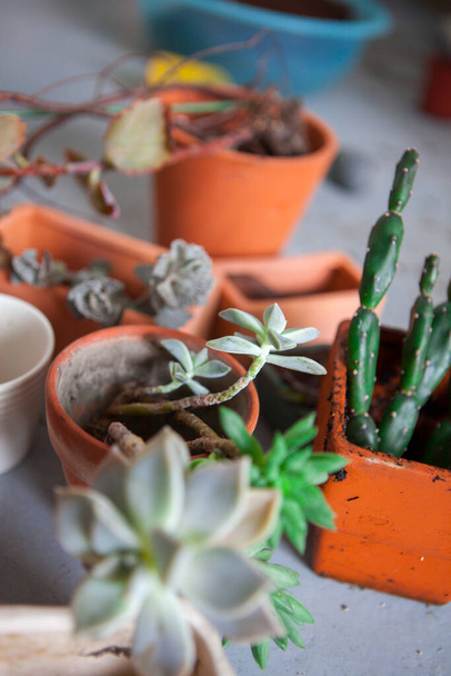 Plant foliage plants in the garden, tidy up succulents, have flower pots and other flowers on the floor - Foto, Imagen