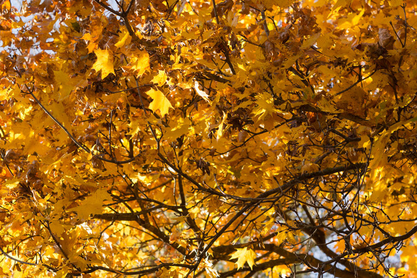 Abstract image of yellow autumn leaves on tree branches - Foto, Imagem