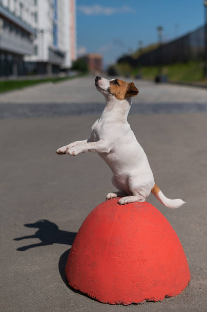 An intelligent obedient dog sits on its hind paws in a begging pose on anti parking concrete stone. Jack Russell Terrier puppy stands on its hind legs an outdoor - 写真・画像