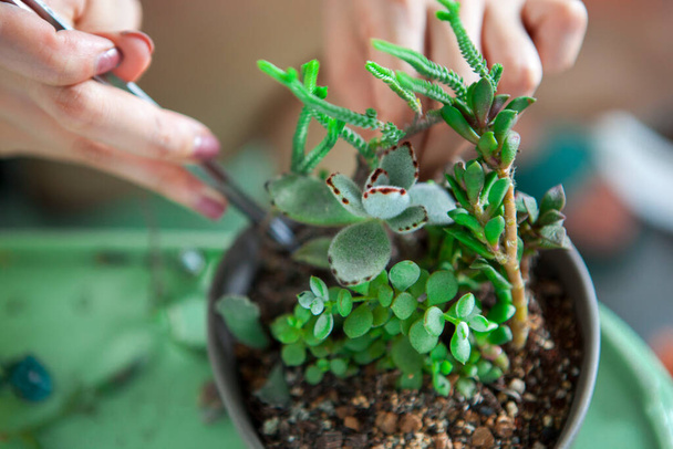 Meisjes planten bloemen in de tuin, vrouwelijke handen transplanteren vetplanten in potten - Foto, afbeelding