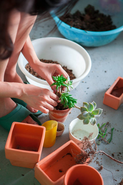 Girls are planting flowers in the garden, female hands are transplanting succulents into pots - Photo, Image