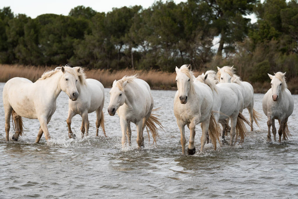 Білі коні пливуть у воді по всьому морю в Камарзі (Франція).. - Фото, зображення