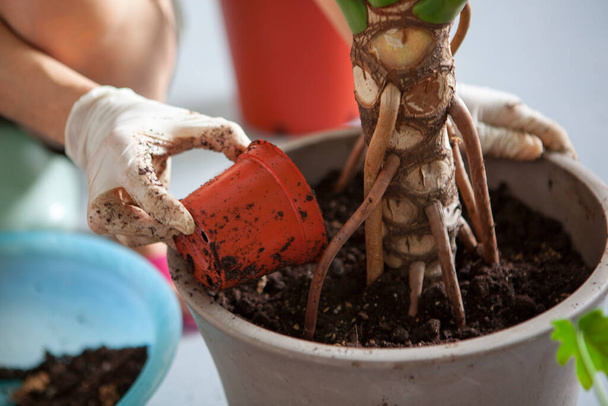 Girls are planting flowers in the garden, female hands are transplanting succulents into pots - Foto, imagen