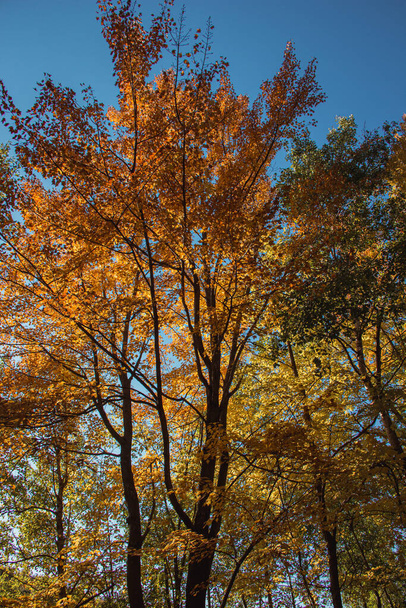 Backlit Autumn Tree Colors in Northern Wisconsin - Zdjęcie, obraz