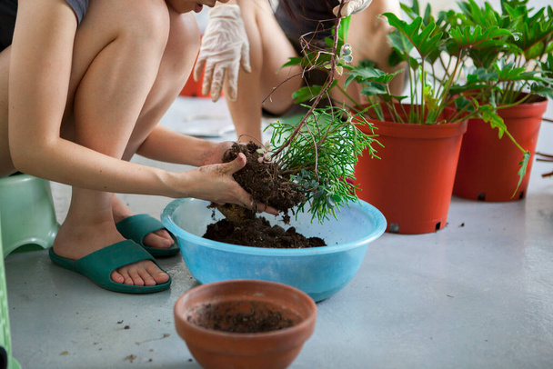 Les filles plantent des fleurs dans le jardin, les mains féminines transplantent des plantes succulentes dans des pots - Photo, image