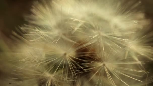 Makro záběry pampelišky květ šel do semínka - Záběry, video