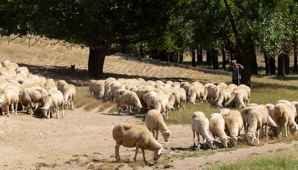 Een kudde geiten en schapen. Dieren grazen in het weiland. De weiden van Europa. - Foto, afbeelding