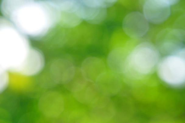 Doğal yeşil arkaplan - Fotoğraf, Görsel