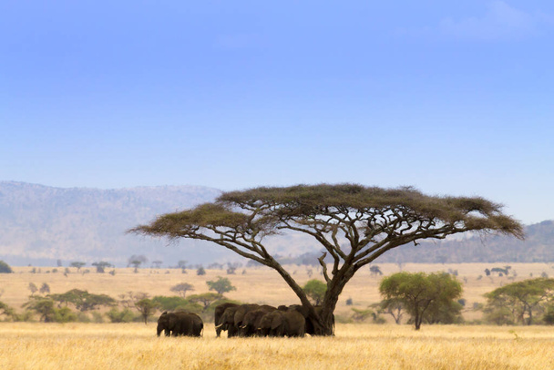 Serengeti Ulusal Parkı manzarası, Tanzanya, Afrika. Afrika Panoraması - Fotoğraf, Görsel