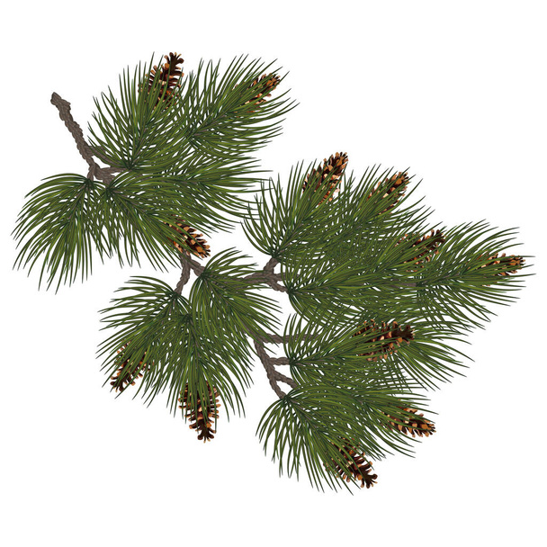 Κλάδος Fir. Χριστουγεννιάτικο δέντρο, πεύκο, κωνοφόρο με κώνο. Πλούσια έλατο υποκατάστημα .Διακόσμηση πράσινο διακοπές. Διάνυσμα αειθαλές δάσος κλαδί πεύκου με κώνους. Χριστουγεννιάτικο έλατο. Eps10 - Διάνυσμα, εικόνα