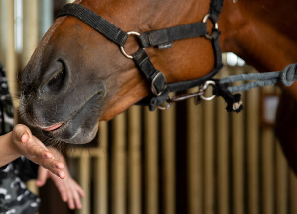 В кадре красная лошадь и ладонь мужчины, девушка кормит лошадь рукой - Фото, изображение