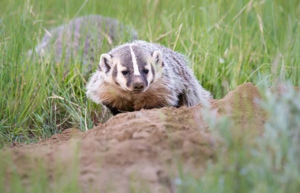 Badger in the Canadian wilderness - Photo, Image
