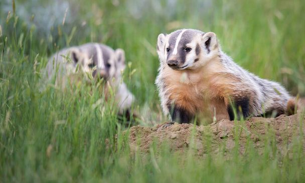 Badger in the Canadian wilderness - Photo, Image