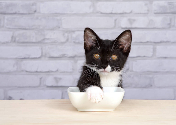 Egy szmoking fekete-fehér cica, ül egy könnyű fa asztal fehér porcelán étel tál, nézi néző várandós kifejezés vár élelmiszer. Az egyik mancsát a tál tetejére szorította.. - Fotó, kép