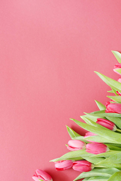 Kwiaty, wiosna. Piękne czerwone tulipany - Zdjęcie, obraz