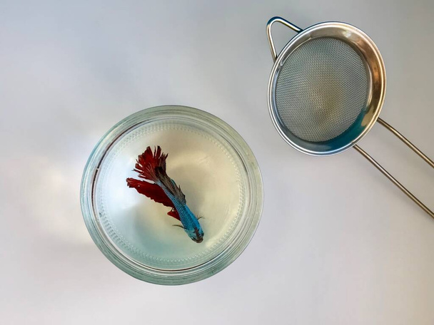 sziámi harci halak, betta ragyog egy üveg üveg, piros és kék, fém szűrő - Fotó, kép