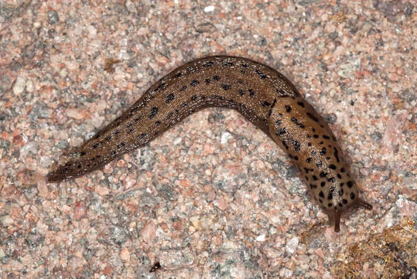 Leopard slug, Limax maximus on rock - Photo, Image