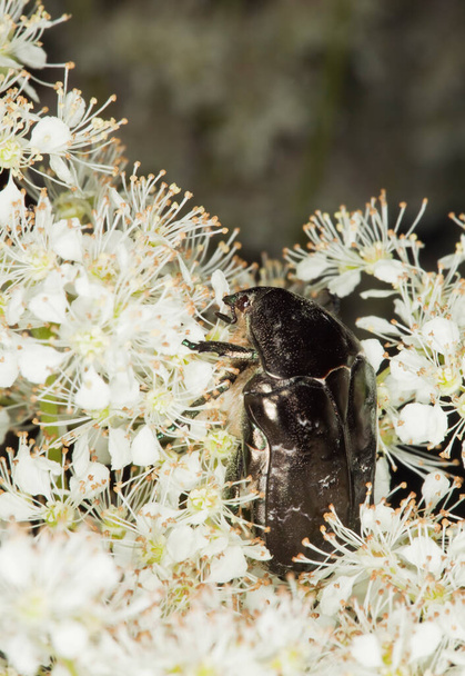Beetle, Protaetia marmorata feeding on meadowsweet - Photo, Image