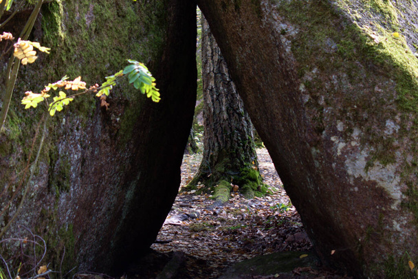 стовбур дерева в отворі двох валунів на розмитому передньому плані
 - Фото, зображення