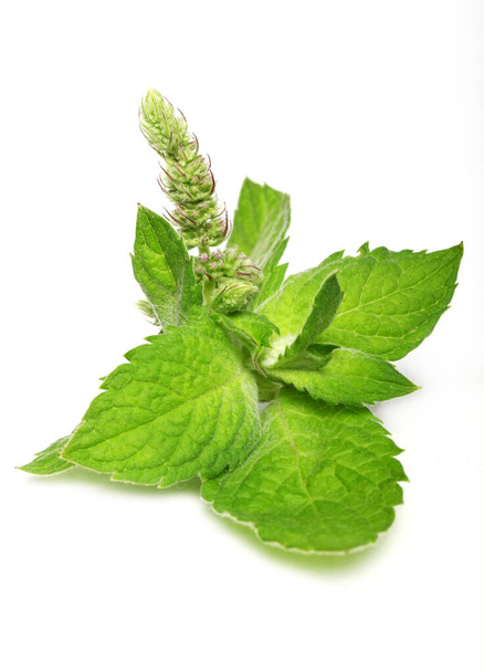 Close up of fresh mint leaves isolated over white background - Photo, Image