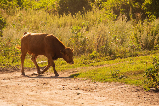 Vacas Volyn carne, limusina, anormal.Composición rural. Vacas. Una serie de fotografías de una vaca roja. Paisaje de verano con vacas. Granja. Toros - Foto, imagen