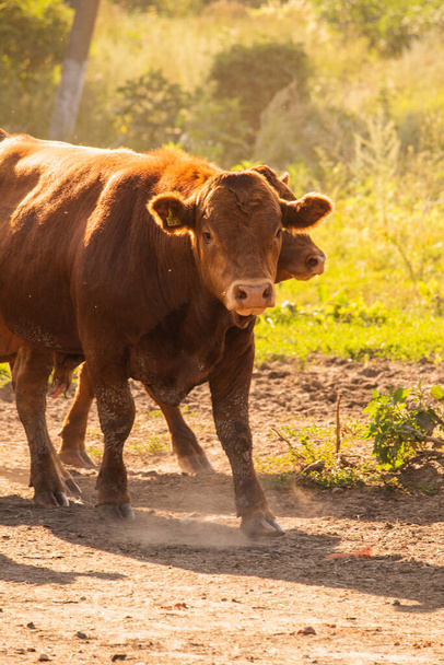 Kühe Volyn Fleisch, Limousine, abordin.Rural Zusammensetzung. Kühe. Eine Fotoserie einer roten Kuh. Sommerlandschaft mit Kühen. Bauernhof. Bullen - Foto, Bild
