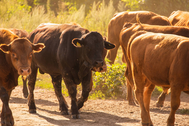 Mucche Volyn carne, limousine, abordine.Composizione rurale. Mucche. Una serie di fotografie di una mucca rossa. Paesaggio estivo con mucche. Fattoria. Tori - Foto, immagini
