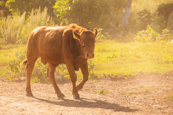 Vacas Volyn carne, limusina, anormal.Composición rural. Vacas. Una serie de fotografías de una vaca roja. Paisaje de verano con vacas. Granja. Toros - Foto, imagen