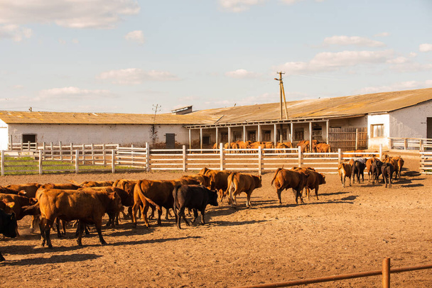 Vacas Volyn carne, limusine, abordin.Rural composição. Vacas. Uma série de fotografias de uma vaca vermelha. Paisagem de verão com vacas. Fazenda. Touros - Foto, Imagem
