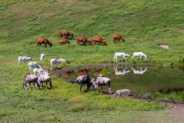 Apple Valley, Minnesota. Bongo, Addax e Wildebeest pascolano insieme nel pascolo vicino a un pozzo d'acqua. - Foto, immagini