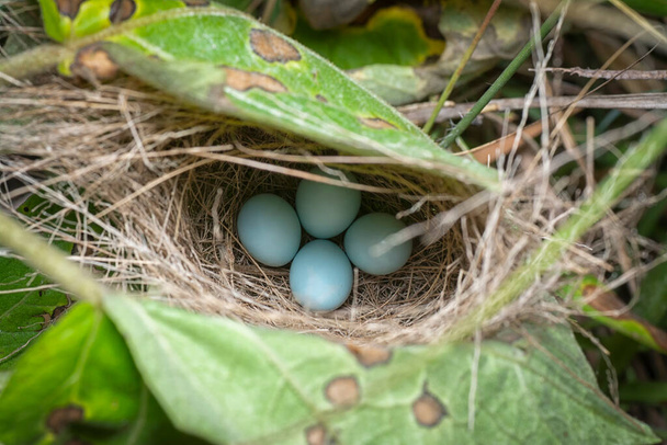 close shot of Asian glossy starling eggs. - Photo, Image