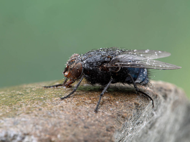 Mosca común o mosca botella (Calliphora vicina), cubierta de gotas de agua, descansando sobre una piedra mojada. Una de las especies de moscas más importantes para entomología forense. Delta, Columbia Británica, Canadá - Foto, imagen