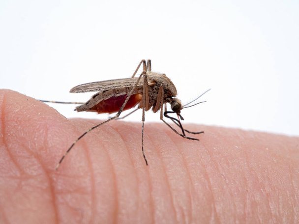 Parti szúnyog, Aedes dorsalis, megharapta egy férfi ujját a vérrel teli hasával. Boundary Bay saltmarsh, Ladner, Delta, Brit Columbia, Kanada - Fotó, kép