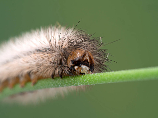 Крупный план лица гусеницы мотылька с жёлтыми воротничками, Cisseps fulvicollis. Соленое болото пограничного залива, Дельта, Британская Колумбия, Канада - Фото, изображение